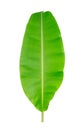 Banana leaf isolated on white background, File contains a clipping path. Royalty Free Stock Photo