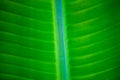 Banana leaf look so beauty