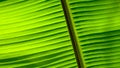 Banana leaf macro background Royalty Free Stock Photo