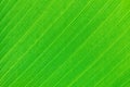 Banana leaf macro. Green natural background. Royalty Free Stock Photo