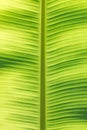 Banana leaf macro Royalty Free Stock Photo