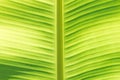 Banana leaf macro Royalty Free Stock Photo