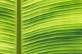 Banana leaf macro Royalty Free Stock Photo