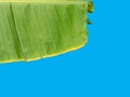 banana leaf (not full leaf) fresh green and raindrops and wet. on blue background Royalty Free Stock Photo