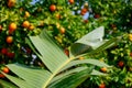 banana leaf, orange harvest hanging on a branch, citrus trees in israel. warm sunny day Royalty Free Stock Photo