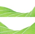 Banana leaf pattern Royalty Free Stock Photo
