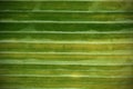 Banana leaf pattern for the background Royalty Free Stock Photo