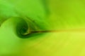 Banana leaf rolls up to a beautiful shape to green. Royalty Free Stock Photo