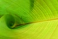Banana leaf rolls up to a beautiful shape to green. Royalty Free Stock Photo