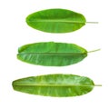 Banana leaf set isolated on white background (clipping path) in for tropical natural plant tree leaves template Royalty Free Stock Photo