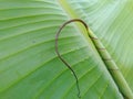 Banana Leaf Shoot Royalty Free Stock Photo