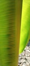 Banana leaf in the sun from behind Royalty Free Stock Photo