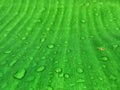 Banana leaf surface and water droplets. Royalty Free Stock Photo