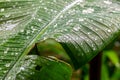 Banana leaf in rainy day with water dropping down to the surface