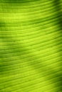 Banana leaf texture Royalty Free Stock Photo