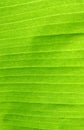 Banana Leaf Texture Royalty Free Stock Photo