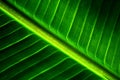 Banana leaf texture Royalty Free Stock Photo