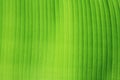 Banana leaf texture. Royalty Free Stock Photo