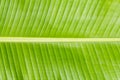 Banana leaf texture Royalty Free Stock Photo