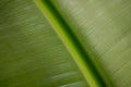 Banana leaf texture Royalty Free Stock Photo