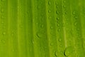Banana leaf Texture background of sunlight with water drops, fresh green Leaf