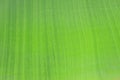 Banana leaf texture close up Royalty Free Stock Photo