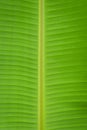 Banana leaf texture