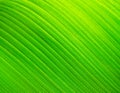 Banana leaf texture Royalty Free Stock Photo