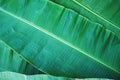 Banana leaf texture, green tropical pattern background concept Royalty Free Stock Photo