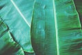 Banana leaf texture, green tropical pattern background concept Royalty Free Stock Photo