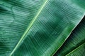 Banana leaf texture, green tropical pattern background concept Royalty Free Stock Photo