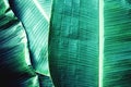 Banana leaf texture, green tropical pattern background concept Royalty Free Stock Photo