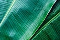 Banana leaf texture, green tropical pattern background concept Royalty Free Stock Photo