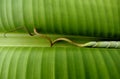 banana leaf texture and middle young leaves Royalty Free Stock Photo