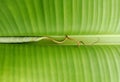 banana leaf texture and middle young leaves Royalty Free Stock Photo