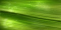 Banana leaf texture, surface of green palm leaf Royalty Free Stock Photo