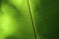 Banana Leaf in Thailand Royalty Free Stock Photo