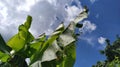 Banana leaf. Tropical palms against the blue sky. Damaged leaves of bright green color. Tropical palms on a background of blue sky Royalty Free Stock Photo