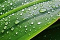 a banana leaf up close, covered with dew drops Royalty Free Stock Photo
