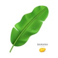 Banana leaf and water drop, realistic design on white background Royalty Free Stock Photo