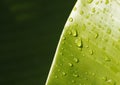 Banana leaf with water droplets Royalty Free Stock Photo