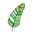 Banana leaf watercolor tropical, hand drawing, stylized, isolated. Royalty Free Stock Photo