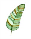 Banana leaf watercolor tropical, hand drawing, stylized, isolated. Royalty Free Stock Photo