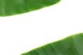 Banana leaf on white with copy space