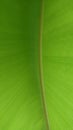 Banana Leaf 3 Royalty Free Stock Photo
