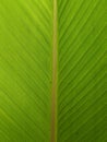 Banana leafe textured Royalty Free Stock Photo