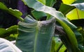 Banana leafs Royalty Free Stock Photo