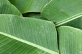 Banana leafs Royalty Free Stock Photo