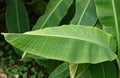 Banana leafs Royalty Free Stock Photo