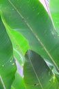 Banana leafs green tropical background Royalty Free Stock Photo